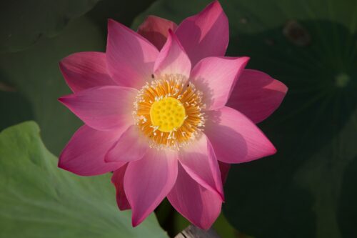 lotus-2152064_1920