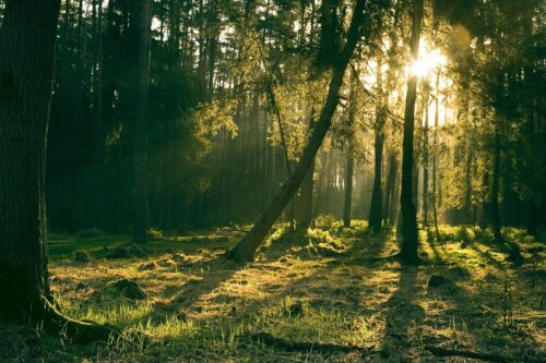 forest-4178175_1280