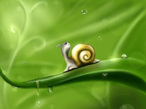 snail-83672_1280