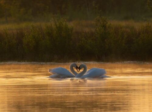swans-6302152_1280